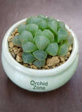 Haworthia Cooperi Silver Swirl Indoor Plant