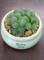 Haworthia Cooperi Silver Swirl Indoor Plant