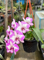 Dendrobiom Enobi Splash Hybrid Orchid Plant