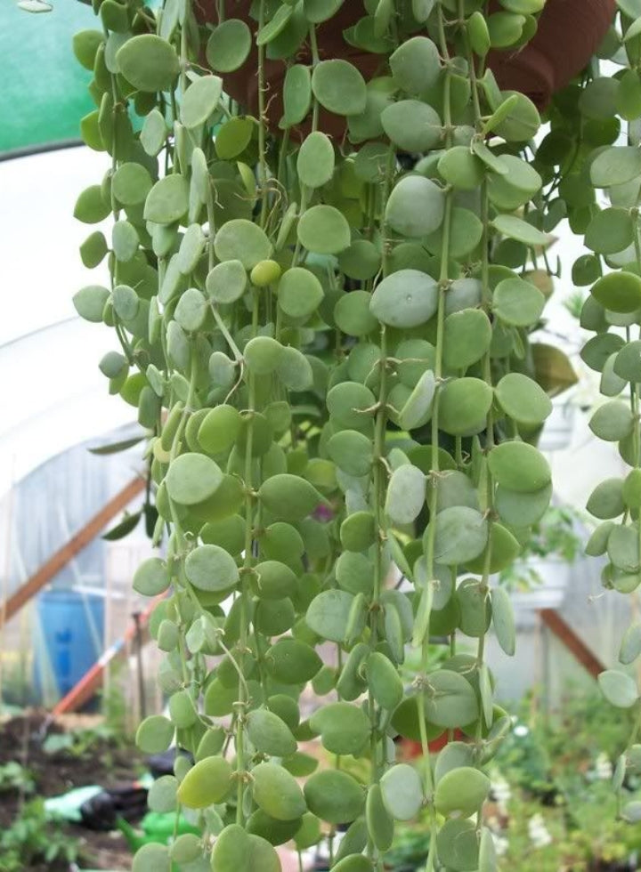 Hoya Dischidia Plant