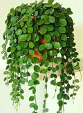 Hoya Dischidia Plant
