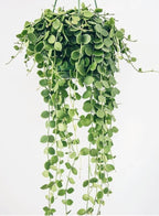 Hoya Dischidia Plant