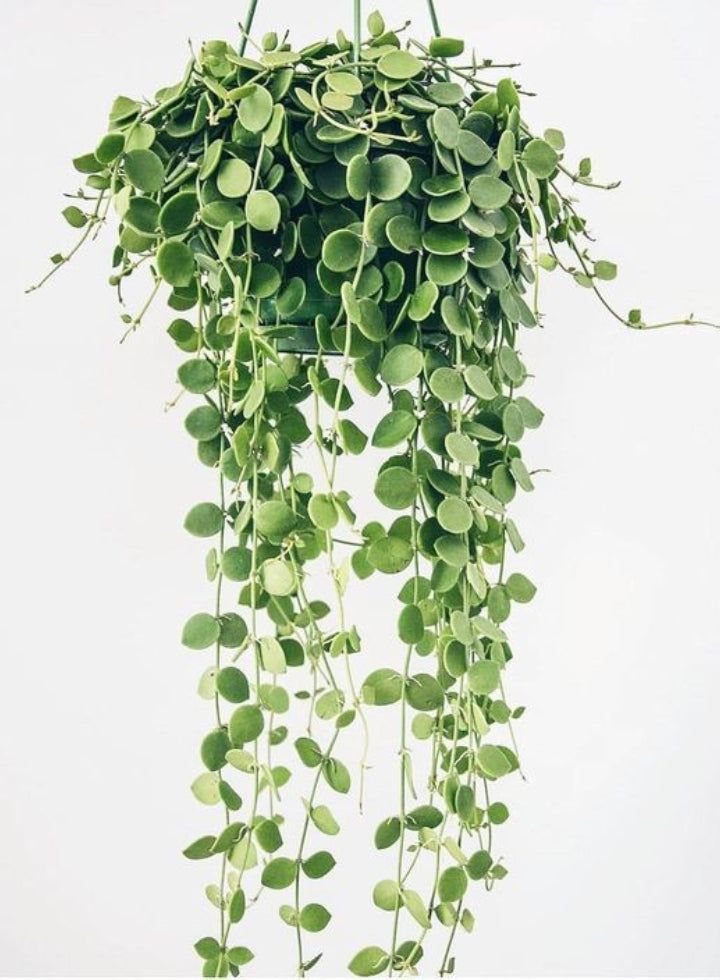 Hoya Dischidia Plant