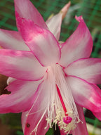 Christmas Cactus Unique 4Colours Combo