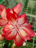 Christmas Cactus Unique 4Colours Combo