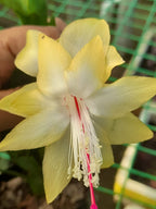 Christmas Cactus Unique 4Colours Combo