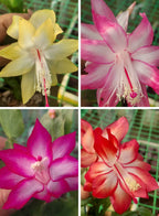Christmas Cactus Unique 4Colours Combo