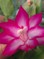 Christmas Cactus Unique 4Colours Combo