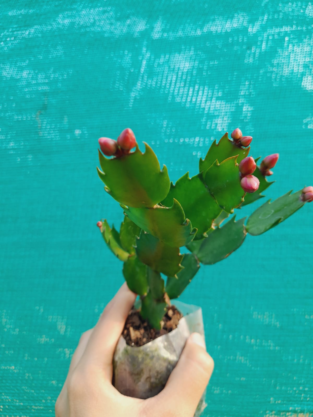 Christmas Cactus Unique 4Colours Combo