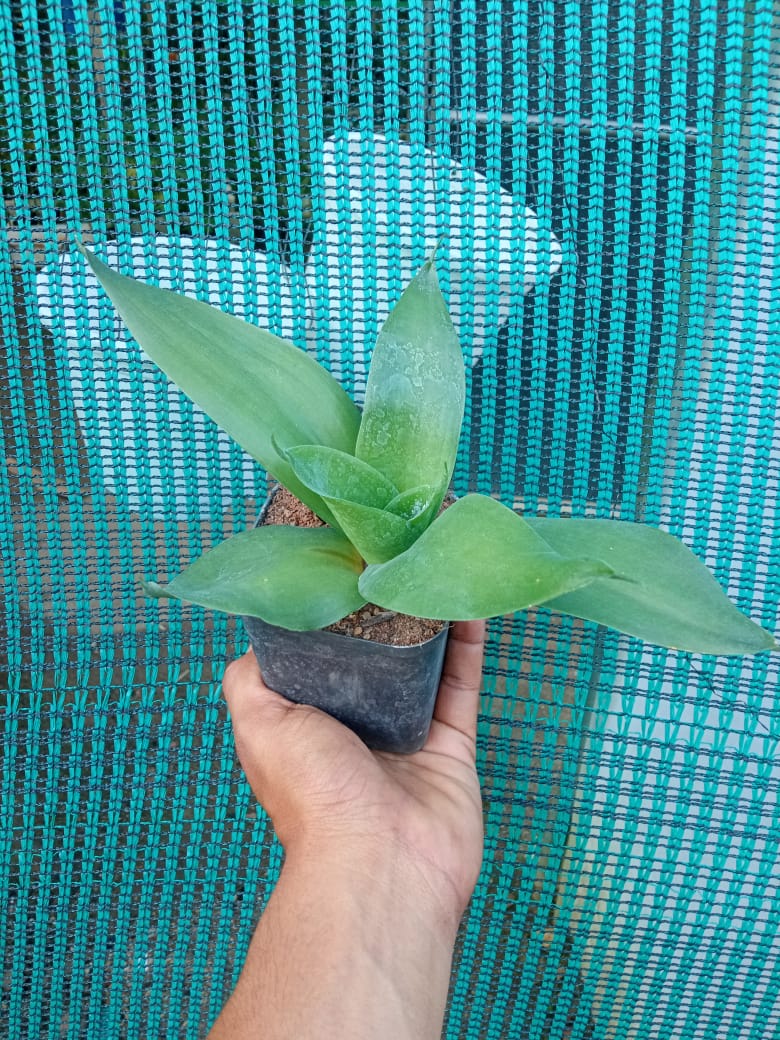 black dragon plant indoor Sansevieria Black Dragon Indoor Plant – Orchidzone