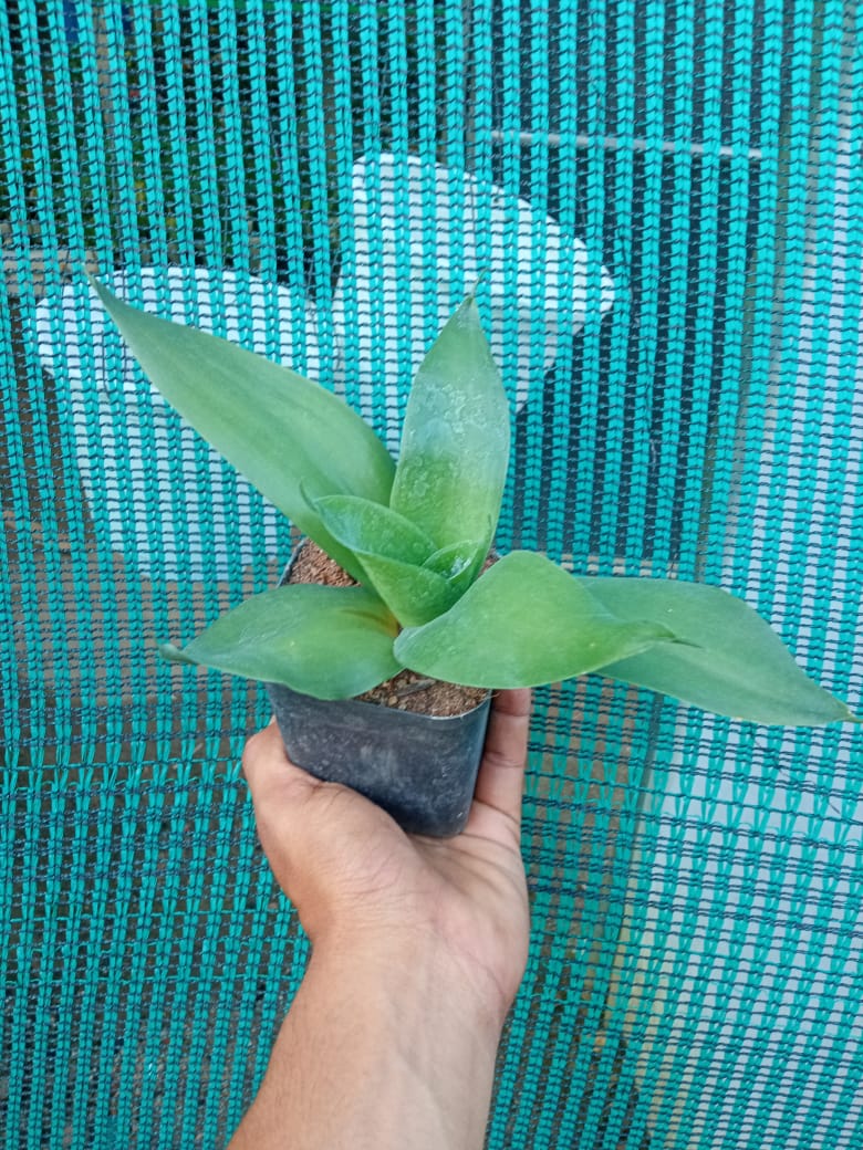 Sansevieria Black Dragon Indoor Plant