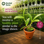 Catteliya Pao De  Acucar Medium Orchid Plant -With Terracota Pot