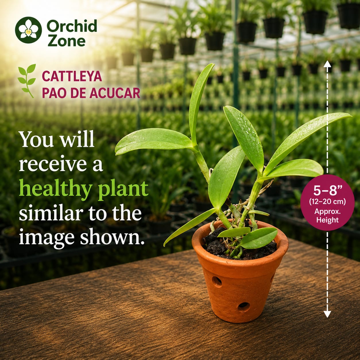 Catteliya Pao De  Acucar Medium Orchid Plant -With Terracota Pot