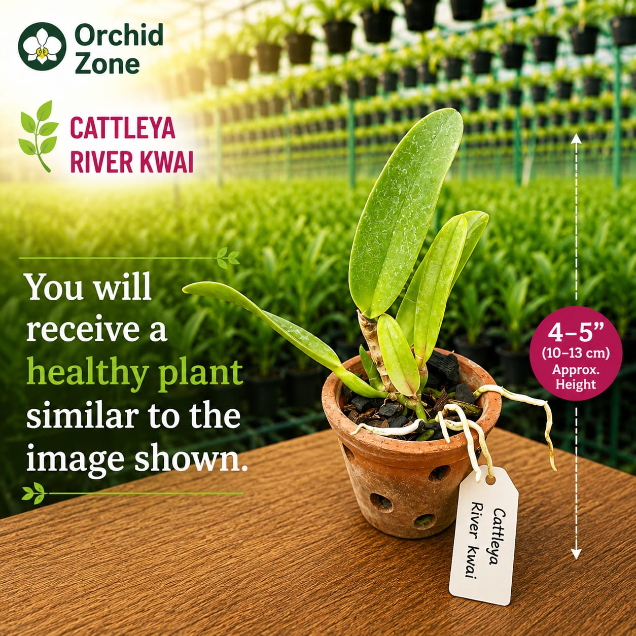 Catteliya River Kwai River Fancy New Medium Orchid Plant -With Terracota Pot