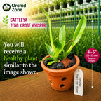 Cattleya Tegh x Rose Whisper Medium Size Orchid Plant  With Terracota Pot