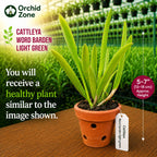 Catteliya Word Barden Light Green Medium Orchid Plant -With Terracota Pot