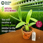 Catteliya Blc Little Mermaid Medium Orchid Plant -With Terracota Pot