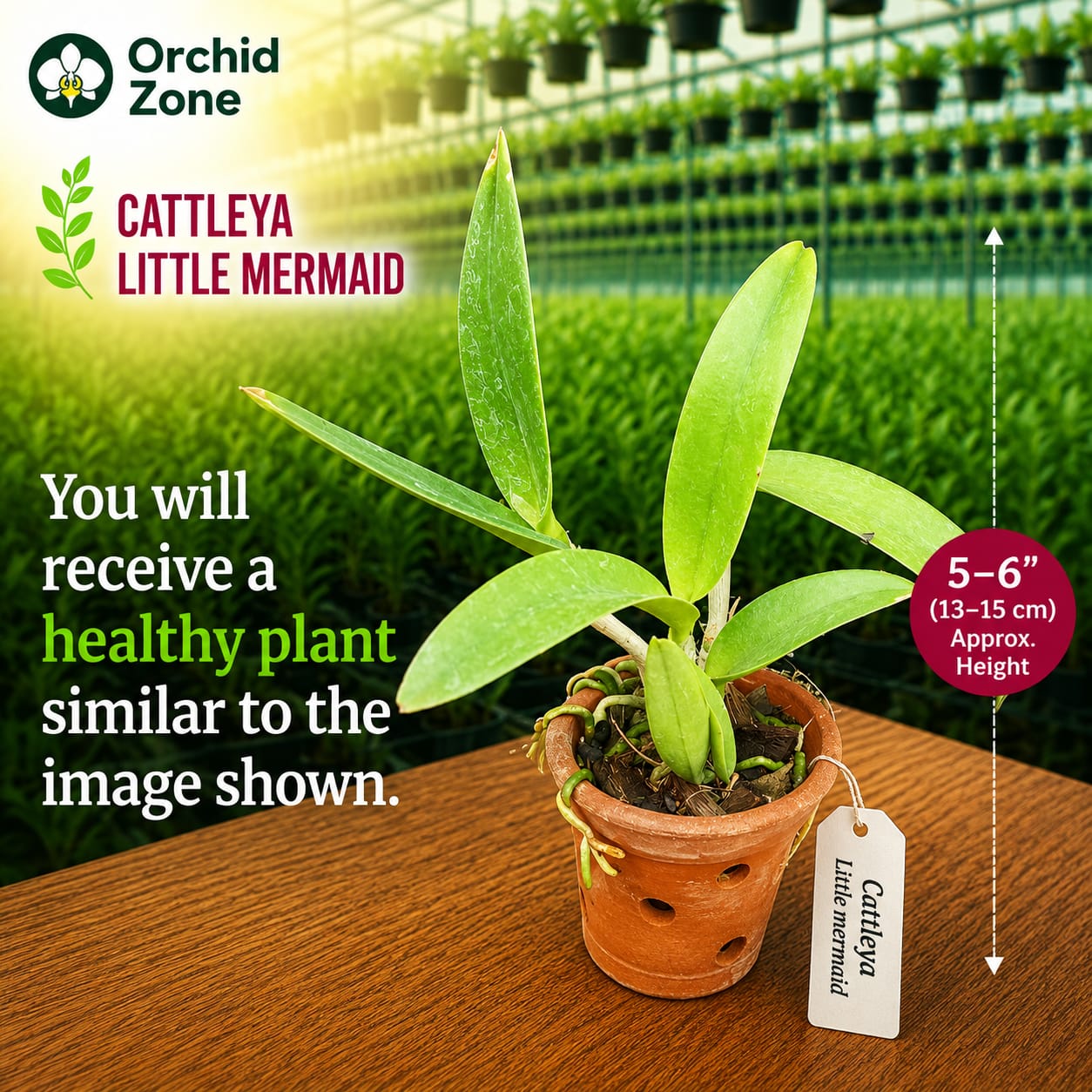 Catteliya Blc Little Mermaid Medium Orchid Plant -With Terracota Pot