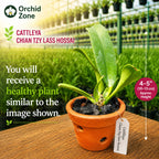 Catteliya Chian Tzy Lass Hossai Medium Orchid Plant -With Terracota Pot
