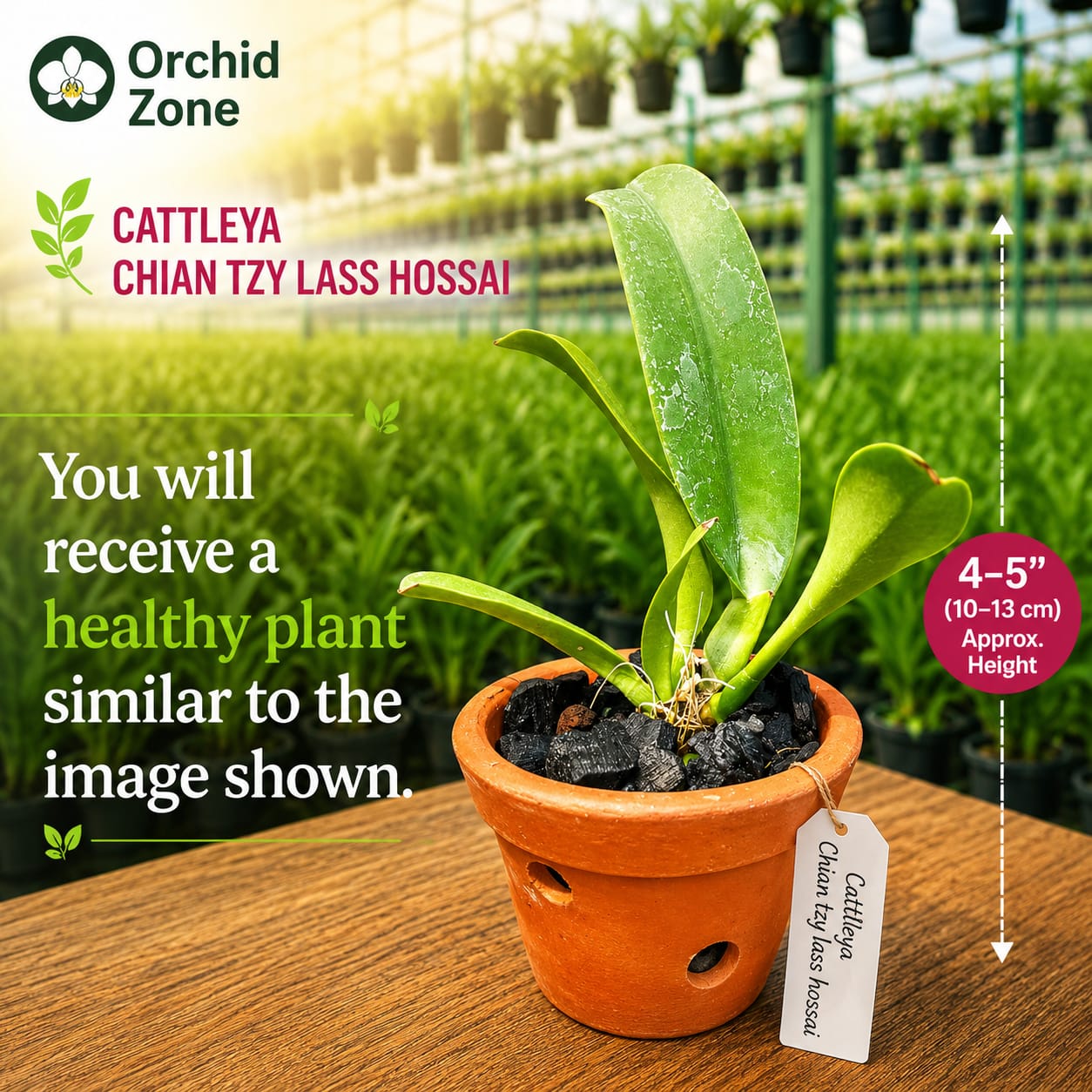 Catteliya Chian Tzy Lass Hossai Medium Orchid Plant -With Terracota Pot