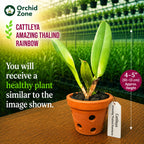 Catteliya Amazing Thailand Rainbow Medium Orchid Plant -With Terracota Pot