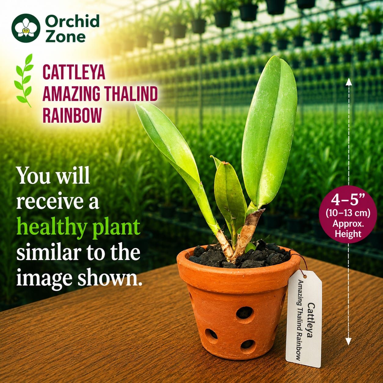 Catteliya Amazing Thailand Rainbow Medium Orchid Plant -With Terracota Pot