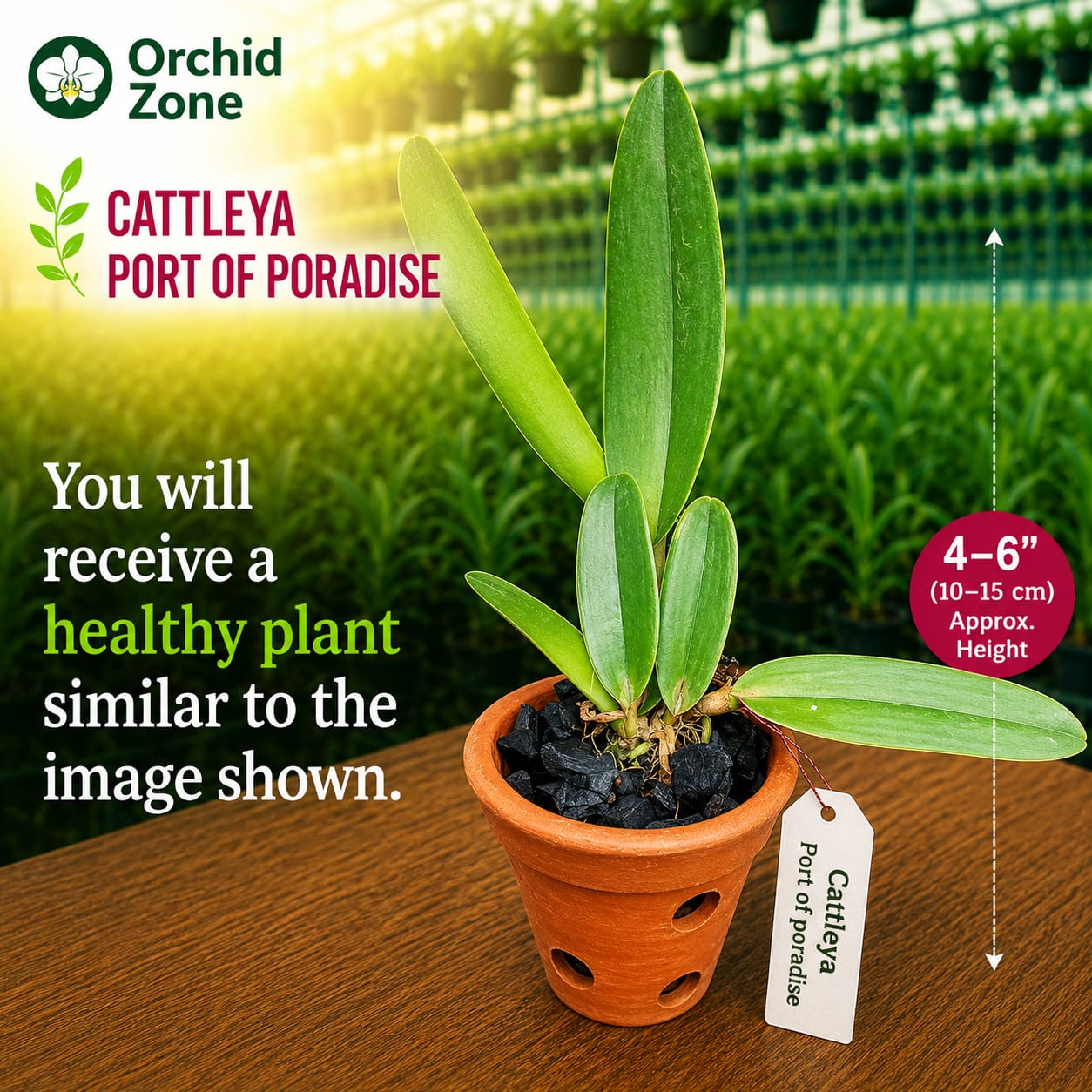 Catteliya Port Of Paradise Medium Orchid Plant -With Terracota Pot