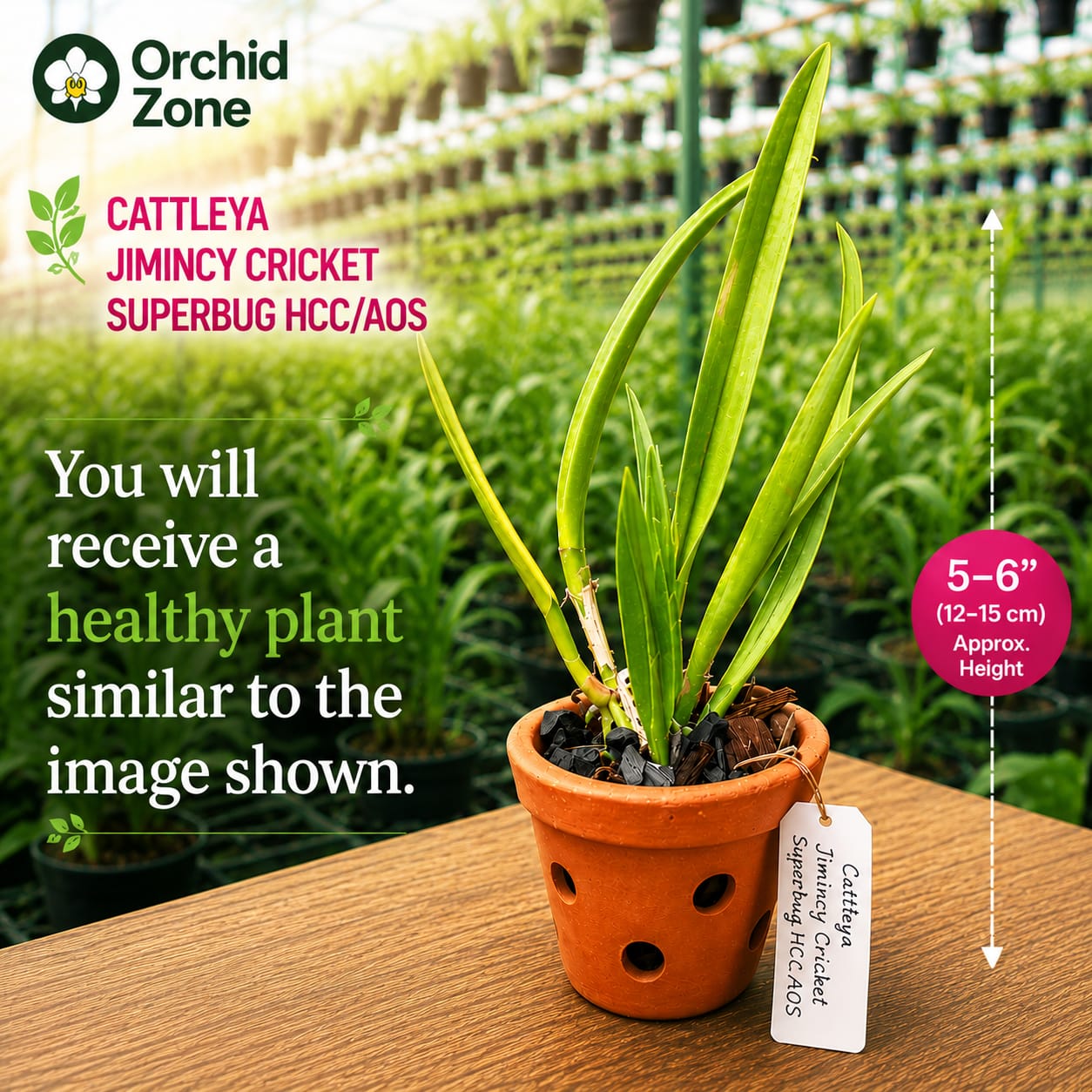 Catteliya Jimminey Cricket Medium Orchid Plant -With Terracota Pot