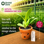 Catteliya Rungnapha  Fancy  New. Medium Orchid Plant -With Terracota Pot