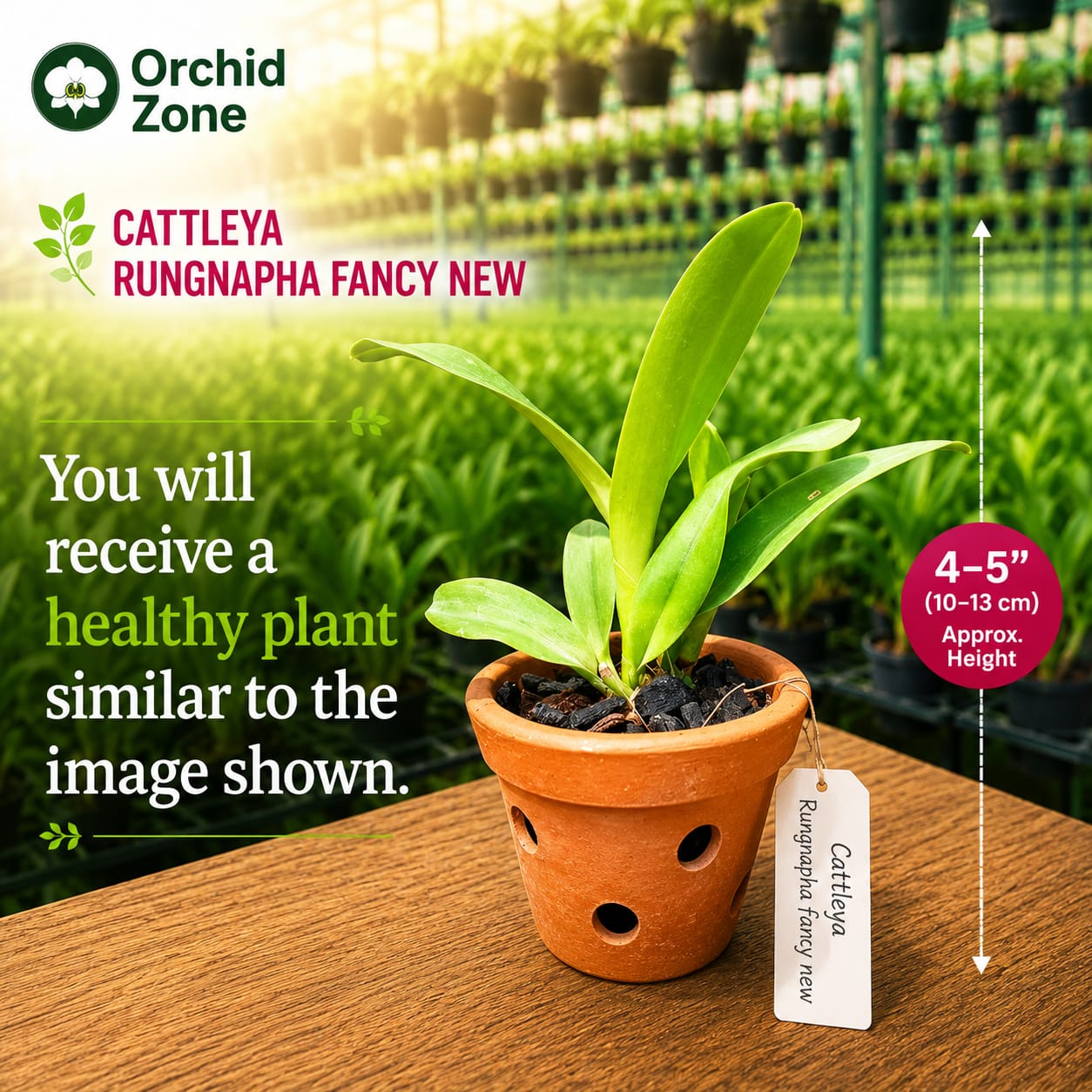 Catteliya Rungnapha  Fancy  New. Medium Orchid Plant -With Terracota Pot