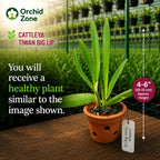 Catteliya  Taiwan Big Lip Medium Orchid Plant -With Terracota Pot