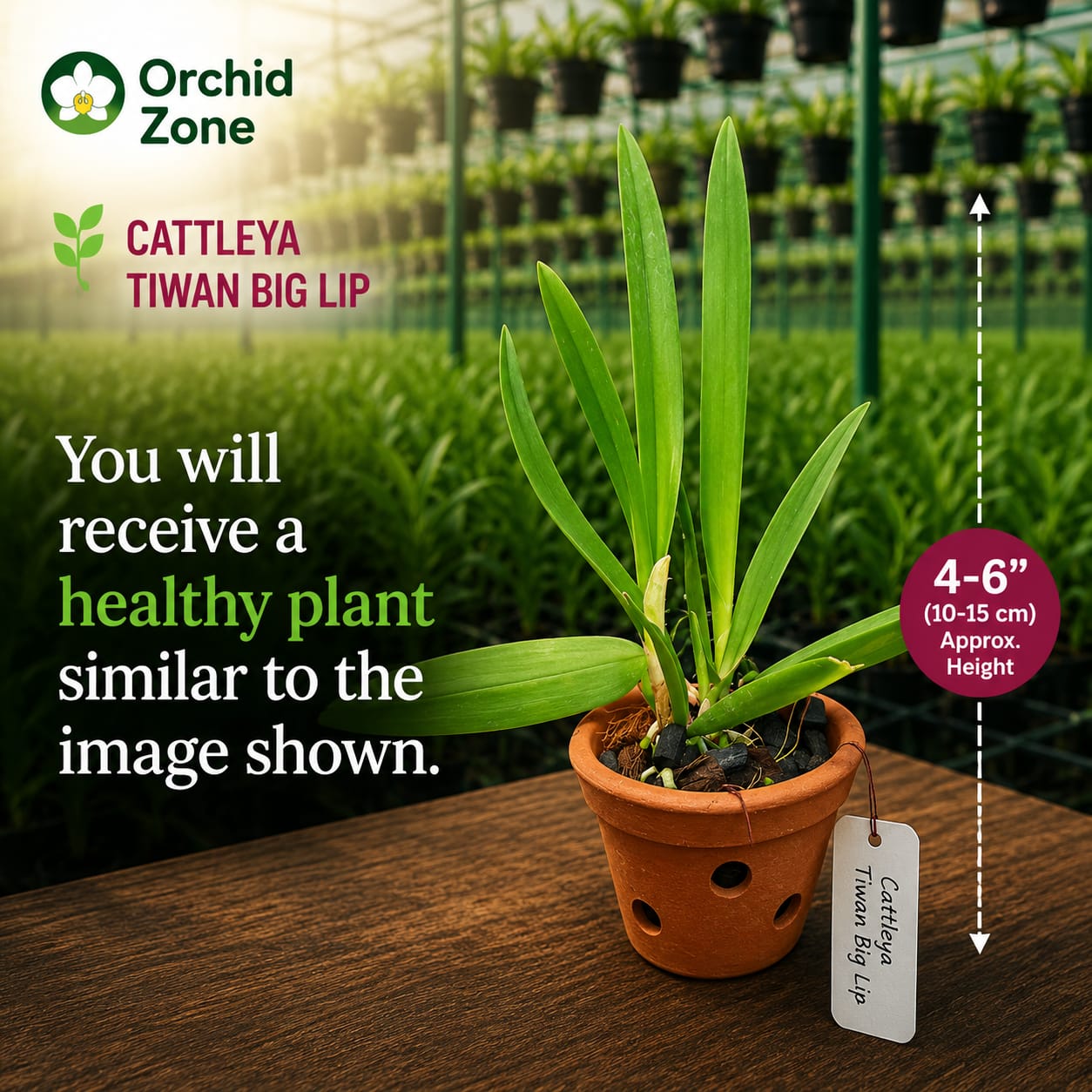 Catteliya  Taiwan Big Lip Medium Orchid Plant -With Terracota Pot