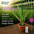 Catteliya Nakornpathme Silver Medium Orchid Plant -With Terracota Pot