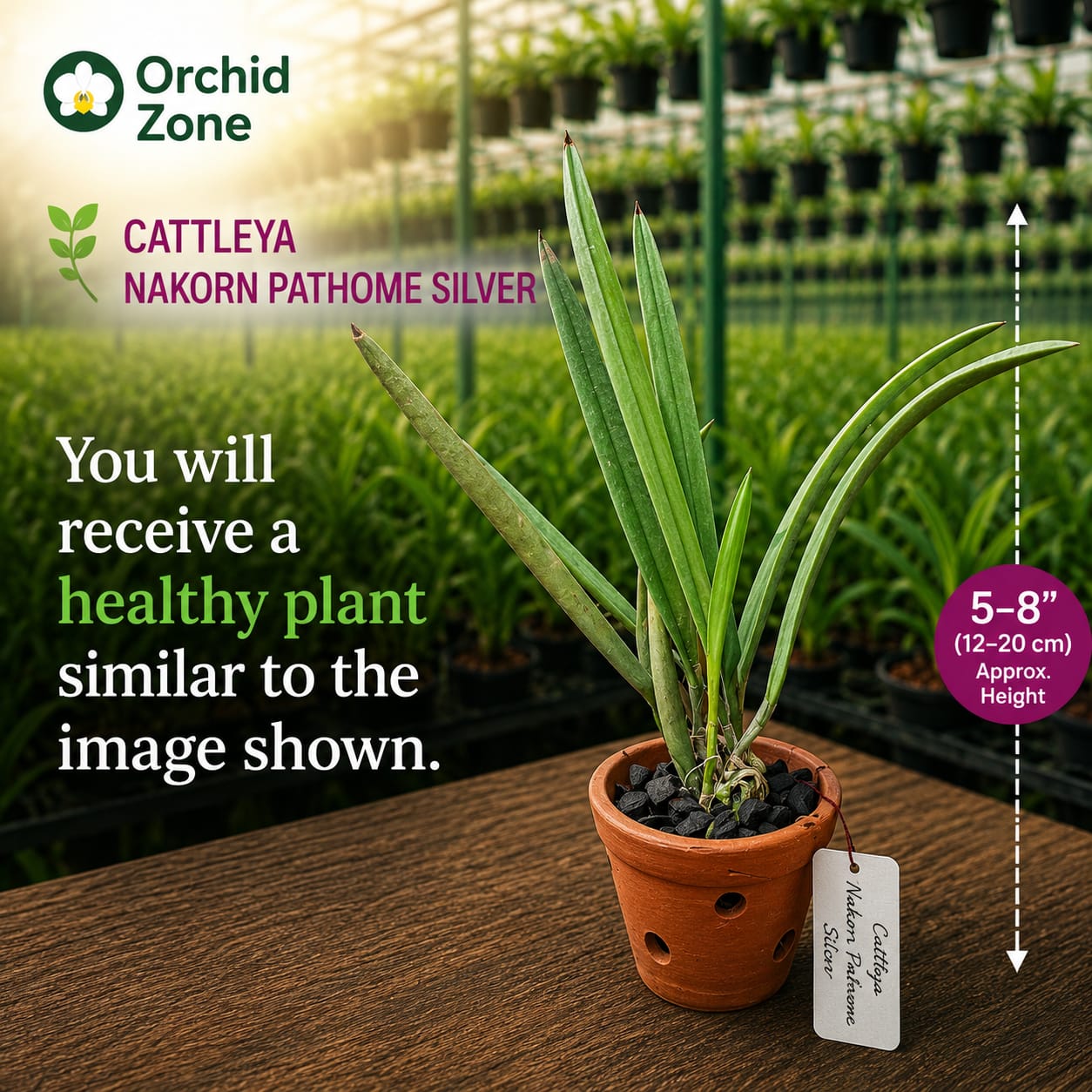 Catteliya Nakornpathme Silver Medium Orchid Plant -With Terracota Pot