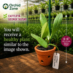 Catteliya George Suzuki Medium Orchid Plant -With Terracota Pot