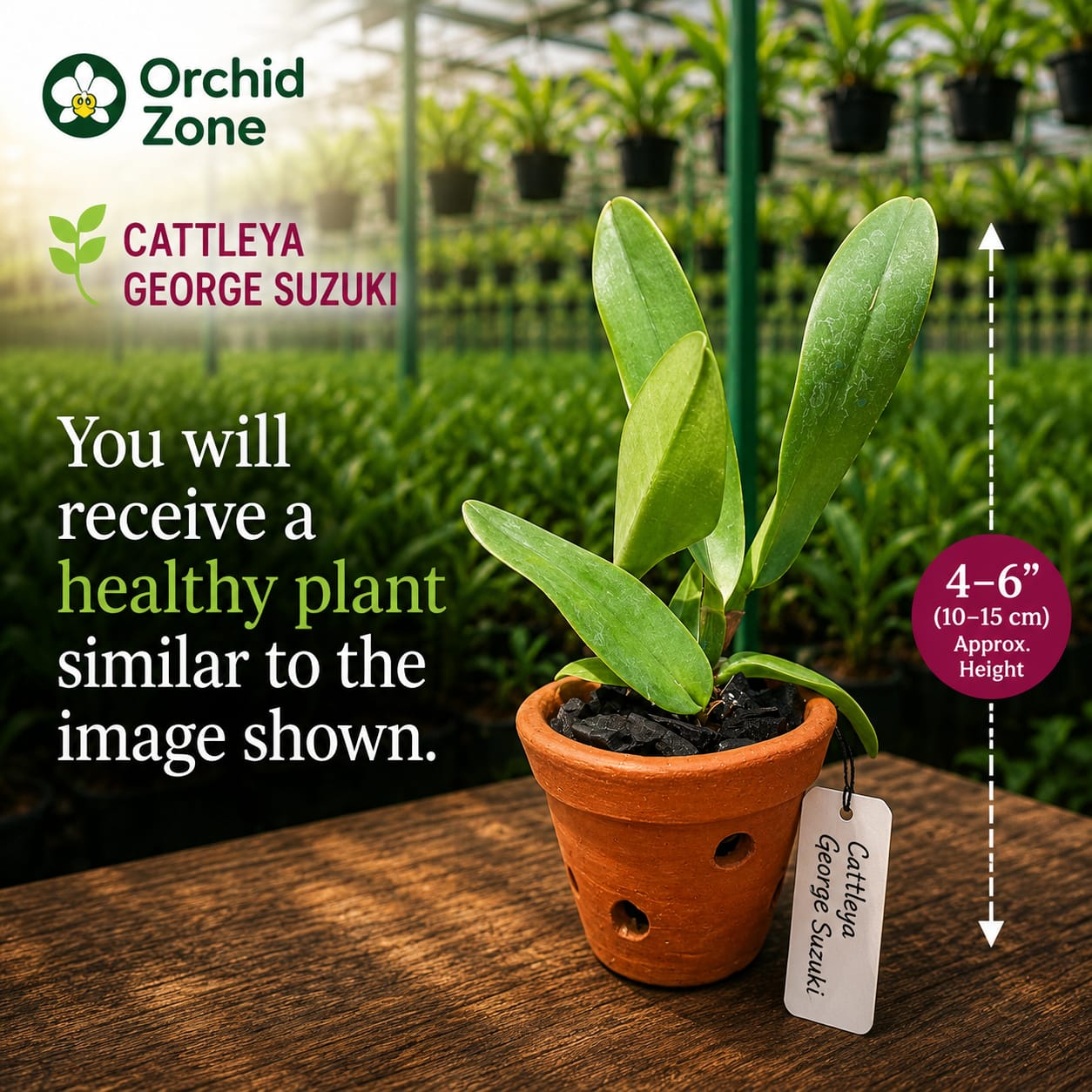 Catteliya George Suzuki Medium Orchid Plant -With Terracota Pot