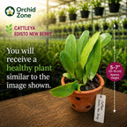 Catteliya.(Blc) Edisto New Berry Medium Orchid Plant-With Terracota Pot