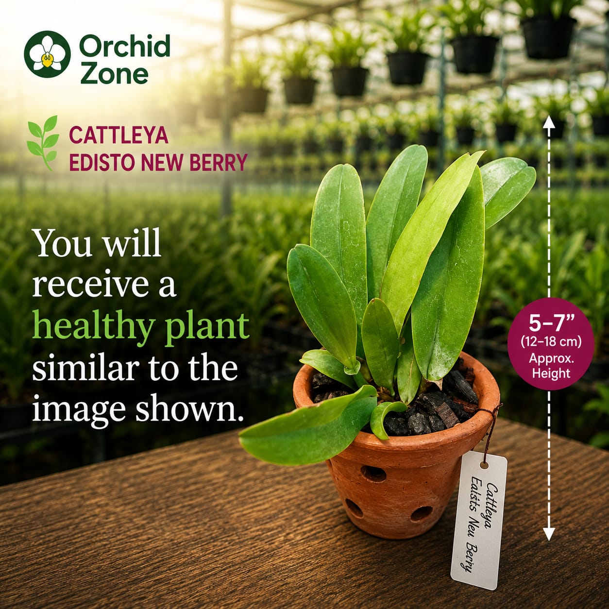 Catteliya.(Blc) Edisto New Berry Medium Orchid Plant-With Terracota Pot