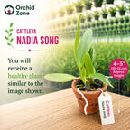 Catteliya Nikomosri Red Medium Orchid Plant -With Terracota Pot