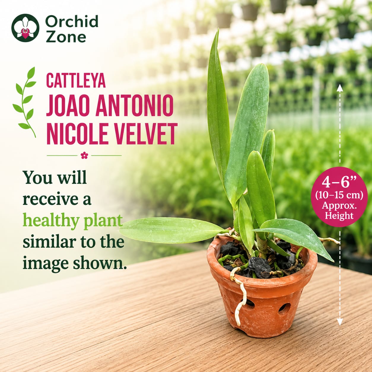 Catteliya Blc Joao Antonio Nicole  Velvet Medium Orchid Plant -With Terracota Pot
