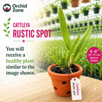 Catteliya Rustic Spot #3 Medium Orchid Plant -With Terracota Pot