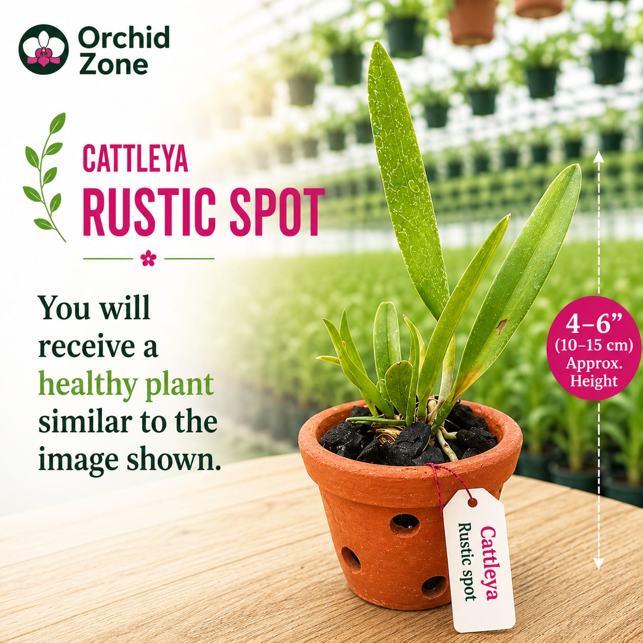 Catteliya Rustic Spot #3 Medium Orchid Plant -With Terracota Pot
