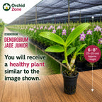 Dendrobiom Jade Junior Hybrid Orchid Plant