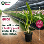 Dendrobiom Hirochi Hybrid Orchid Plant