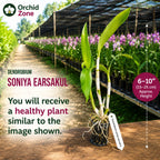 Dendrobiom Sonia Earsakul   Hybrid Orchid Plant
