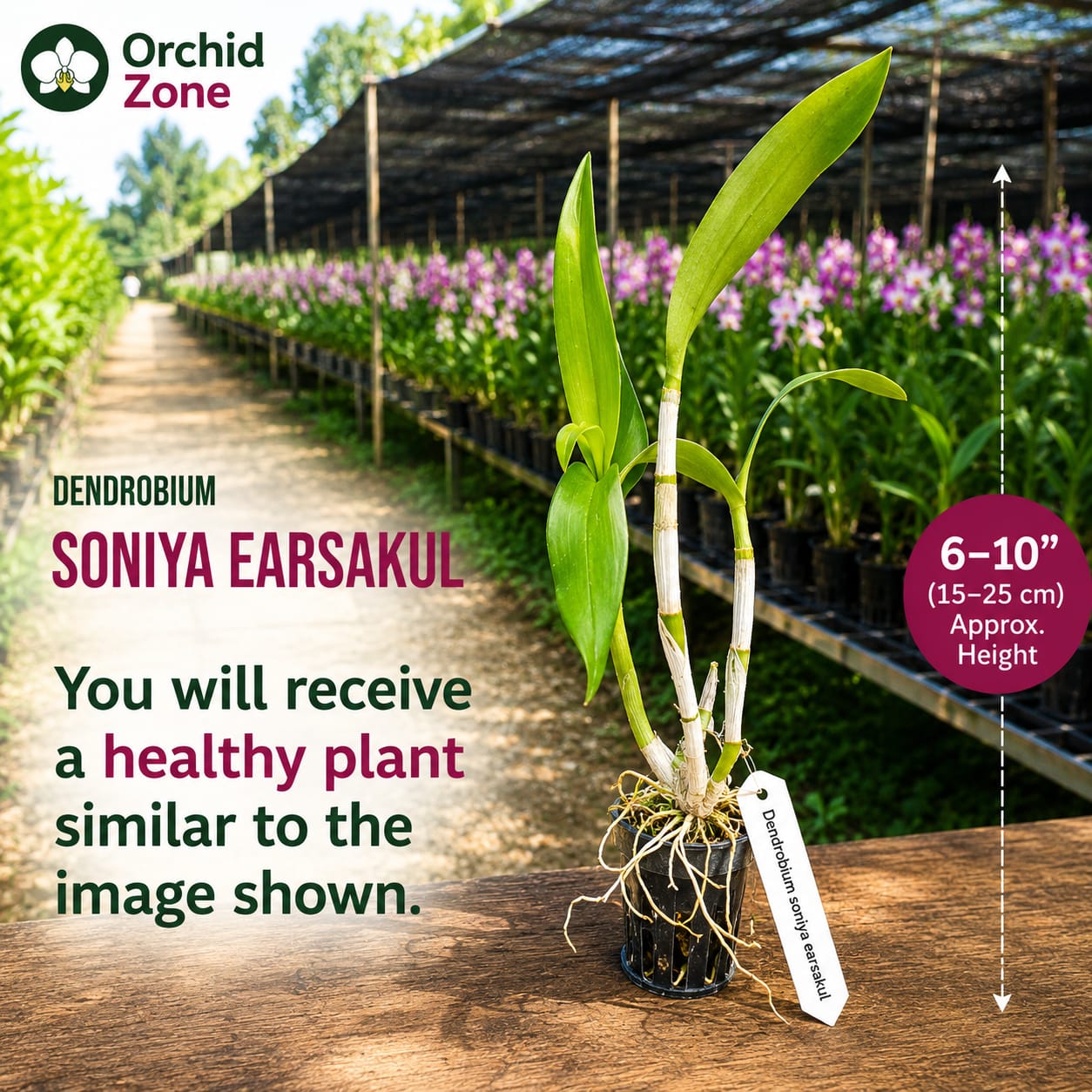 Dendrobiom Sonia Earsakul   Hybrid Orchid Plant