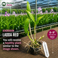Dendrobiom Ladda Red Hybrid Orchid Plant