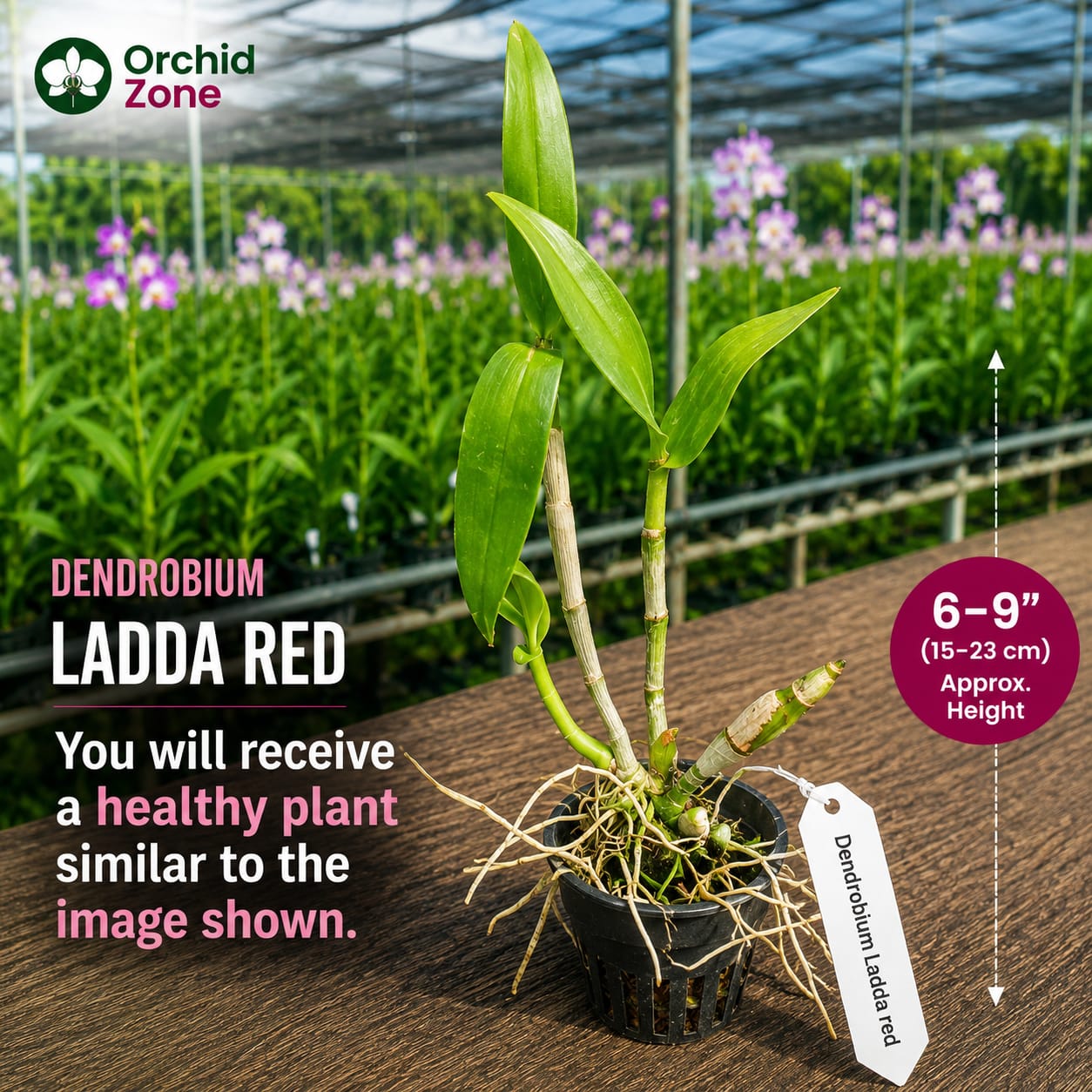 Dendrobiom Ladda Red Hybrid Orchid Plant