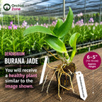 Dendrobiom Burana Jade Hybrid Orchid Plant