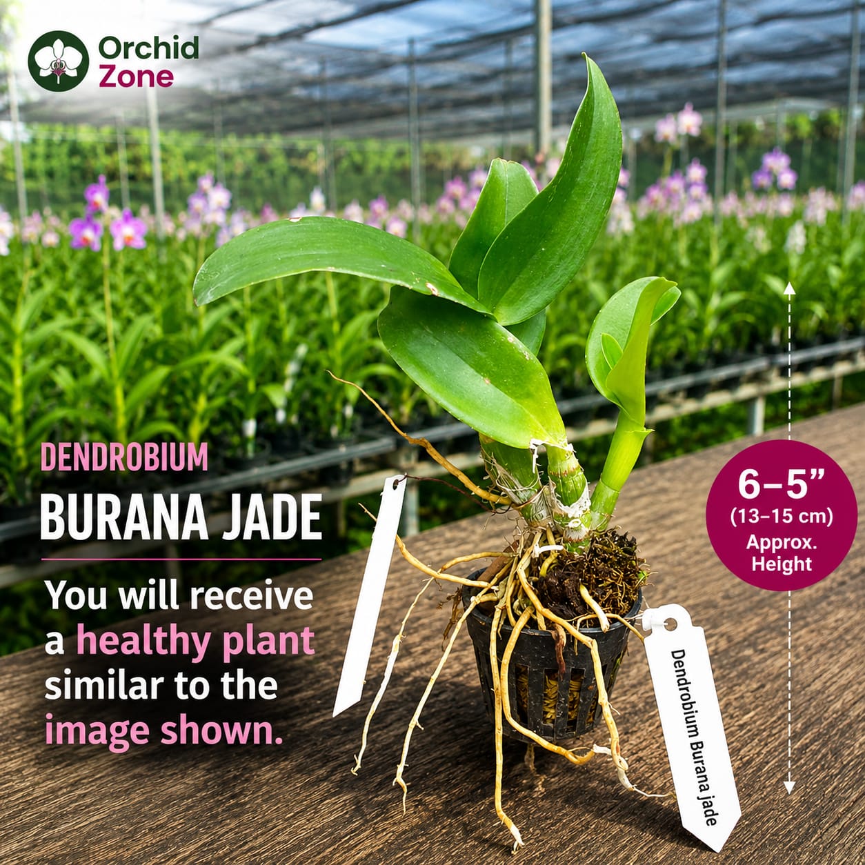 Dendrobiom Burana Jade Hybrid Orchid Plant